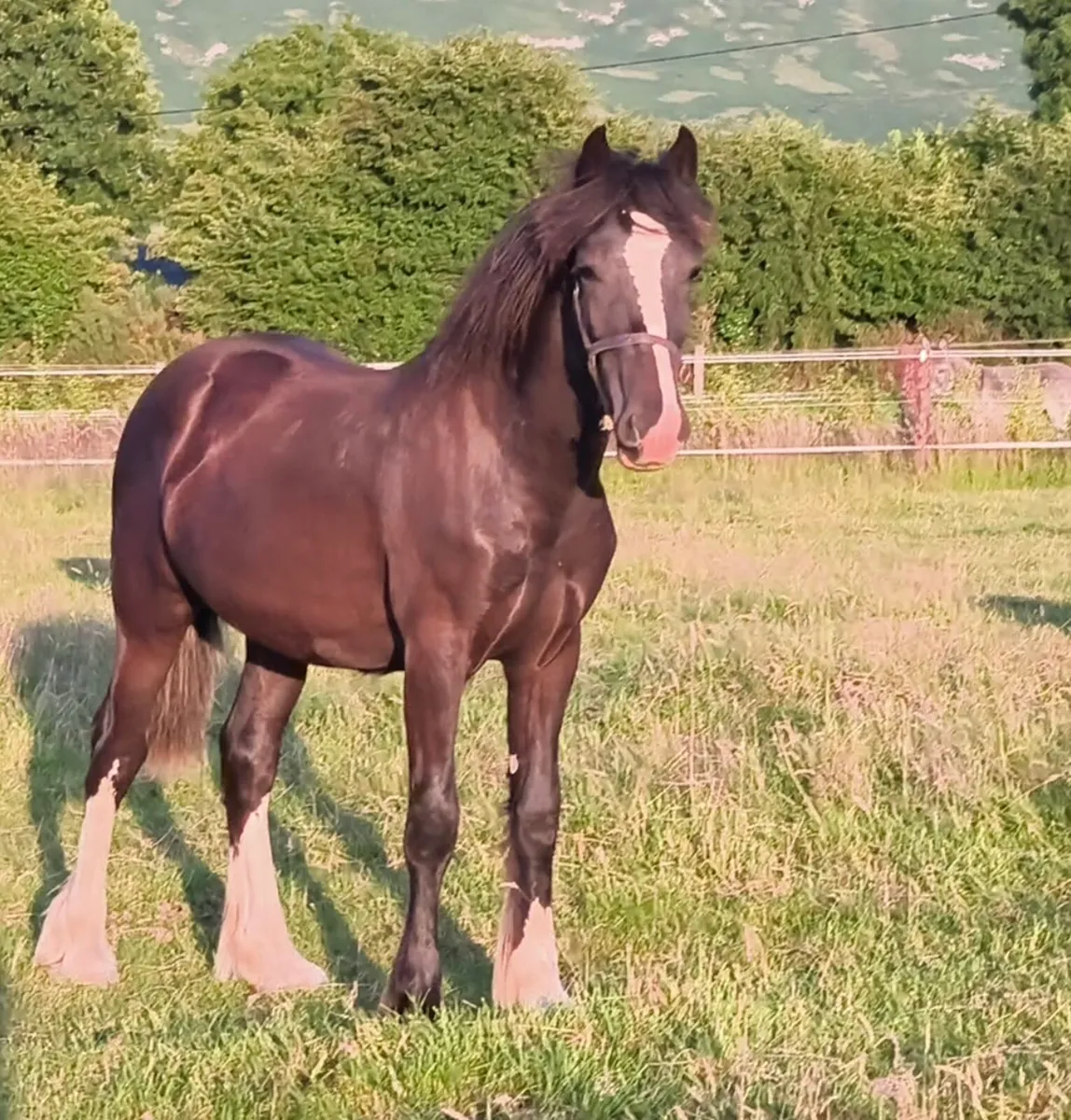 Flashy Yearling Filly - Image 1