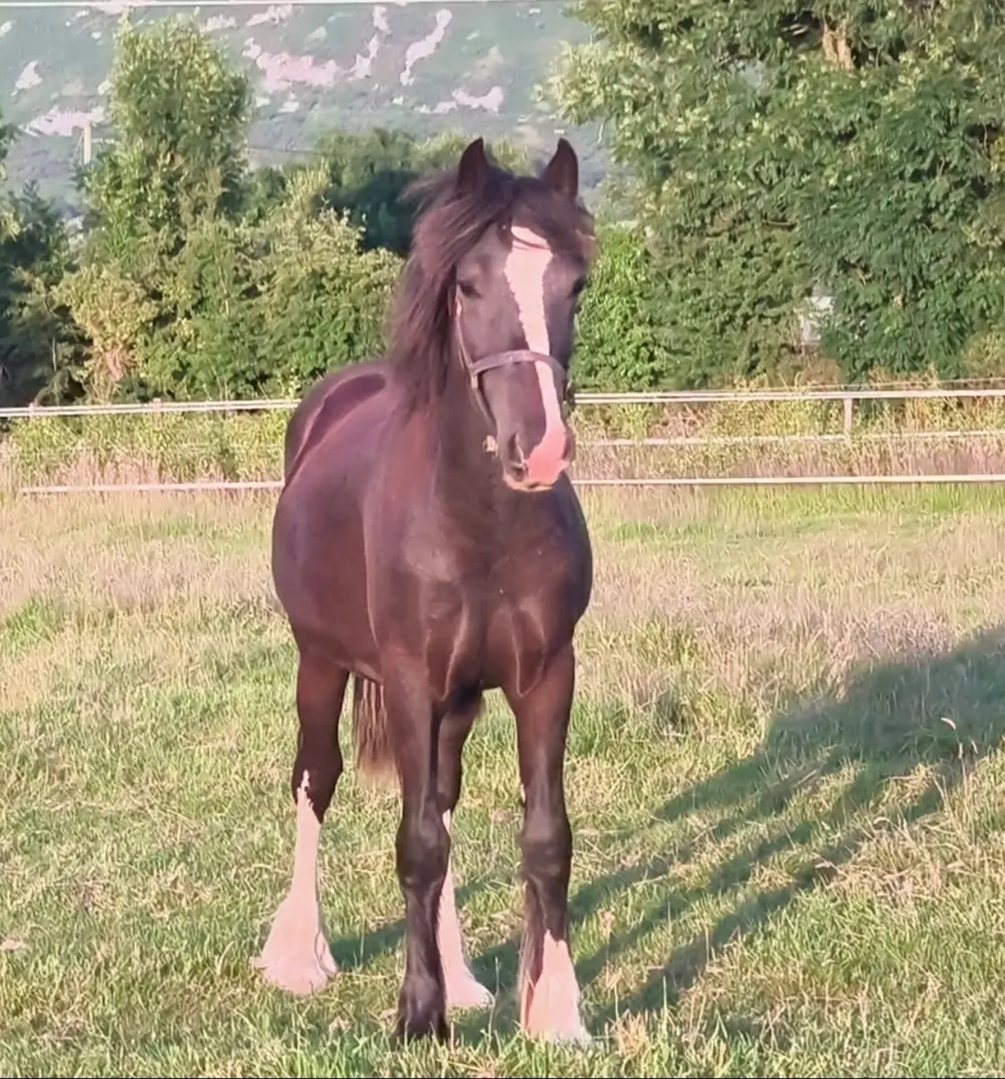 Flashy Yearling Filly - Image 2