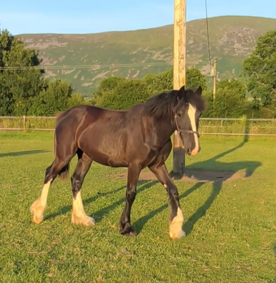 Flashy Yearling Filly - Image 4