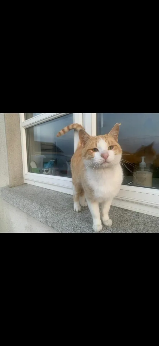 Male cat - Image 2