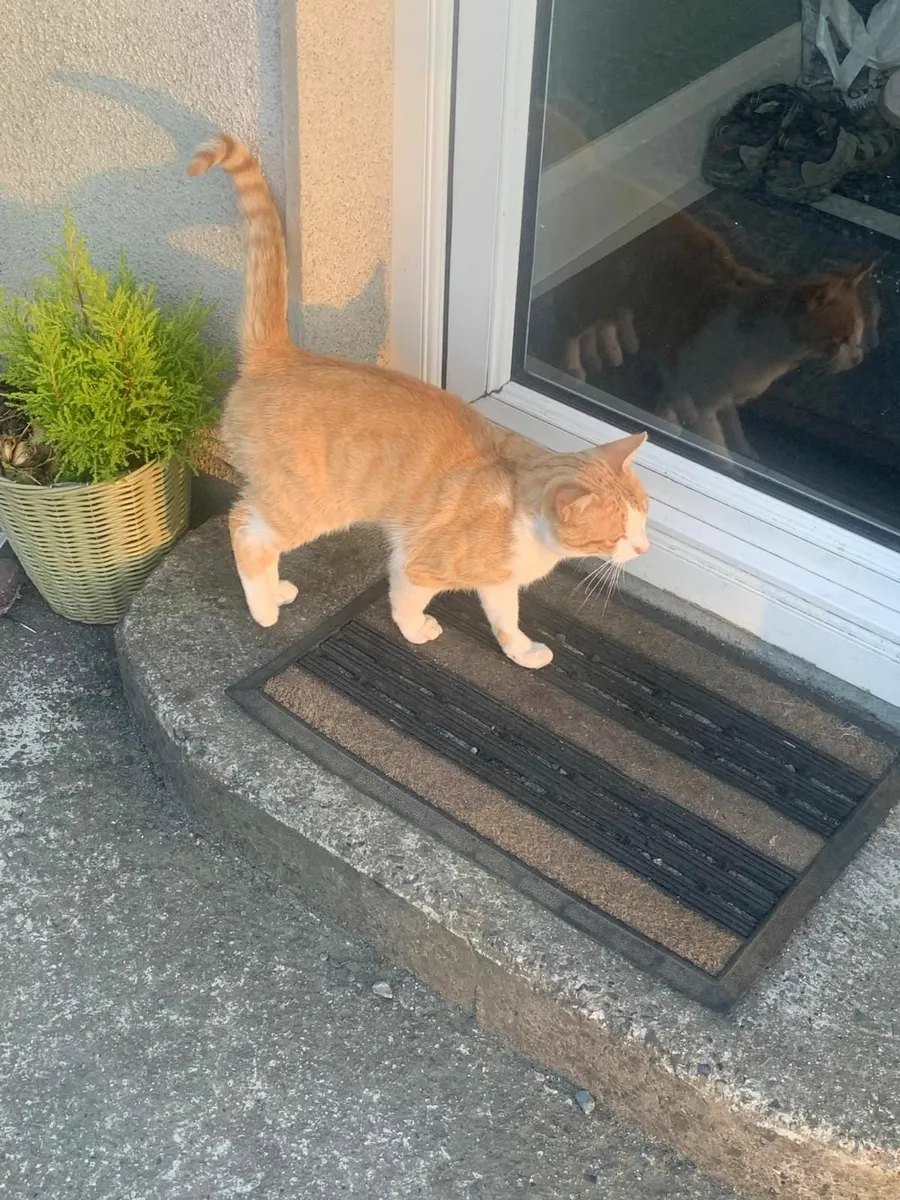 Male cat - Image 3