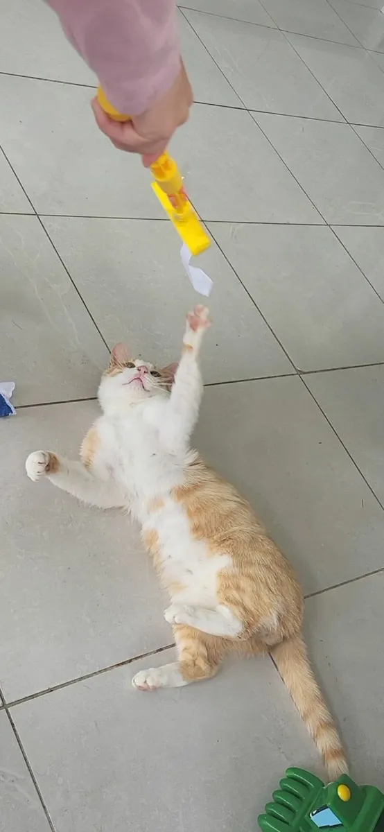 Male cat - Image 4
