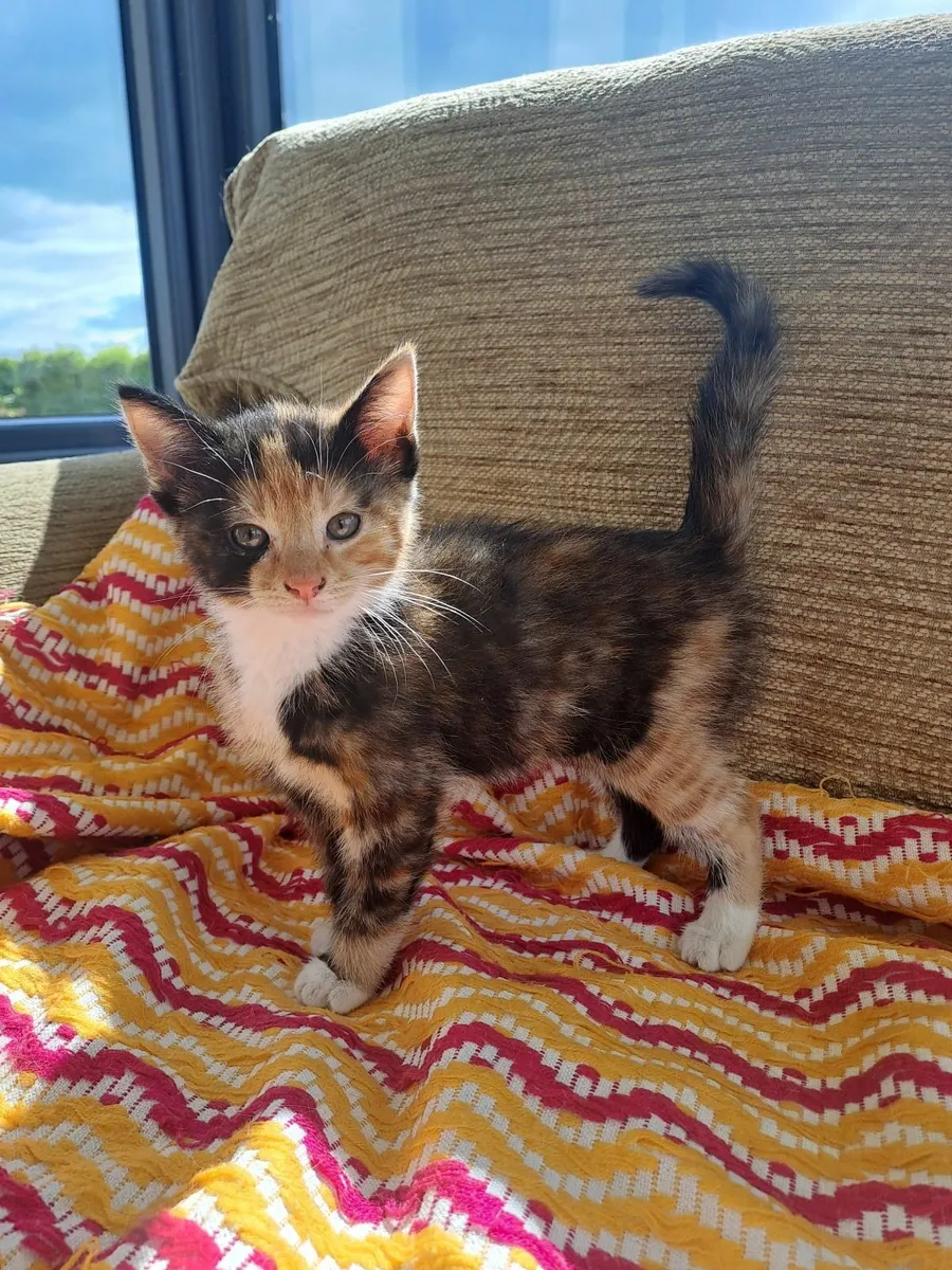 Kitten