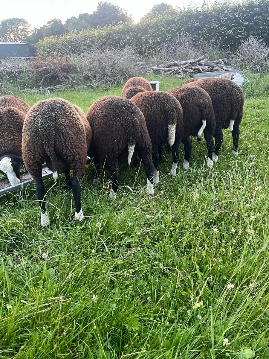 💥Zwartble ewe and ram lambs💥 - Image 2