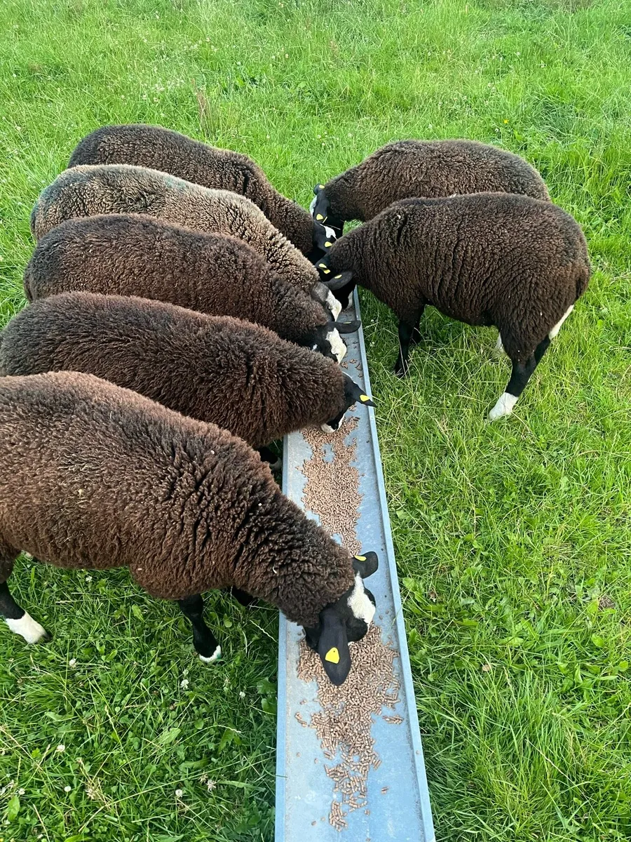 💥Zwartble ewe and ram lambs💥 - Image 3