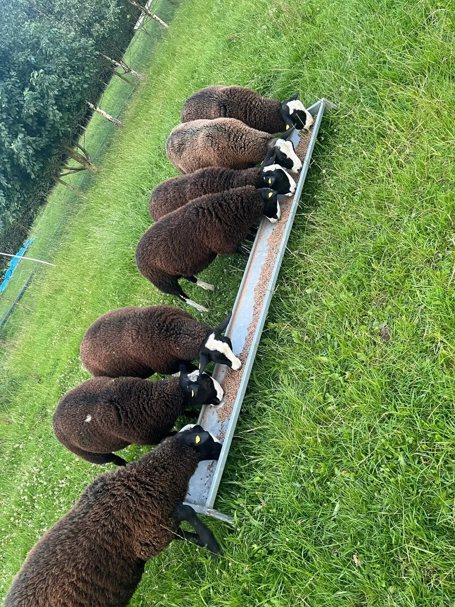 💥Zwartble ewe and ram lambs💥 - Image 4