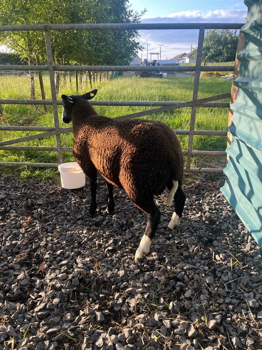 💥PBR Zwartble ewe lams💥 - Image 3