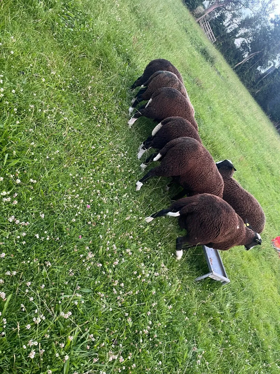 💥PBR Zwartble ewe lams💥 - Image 4