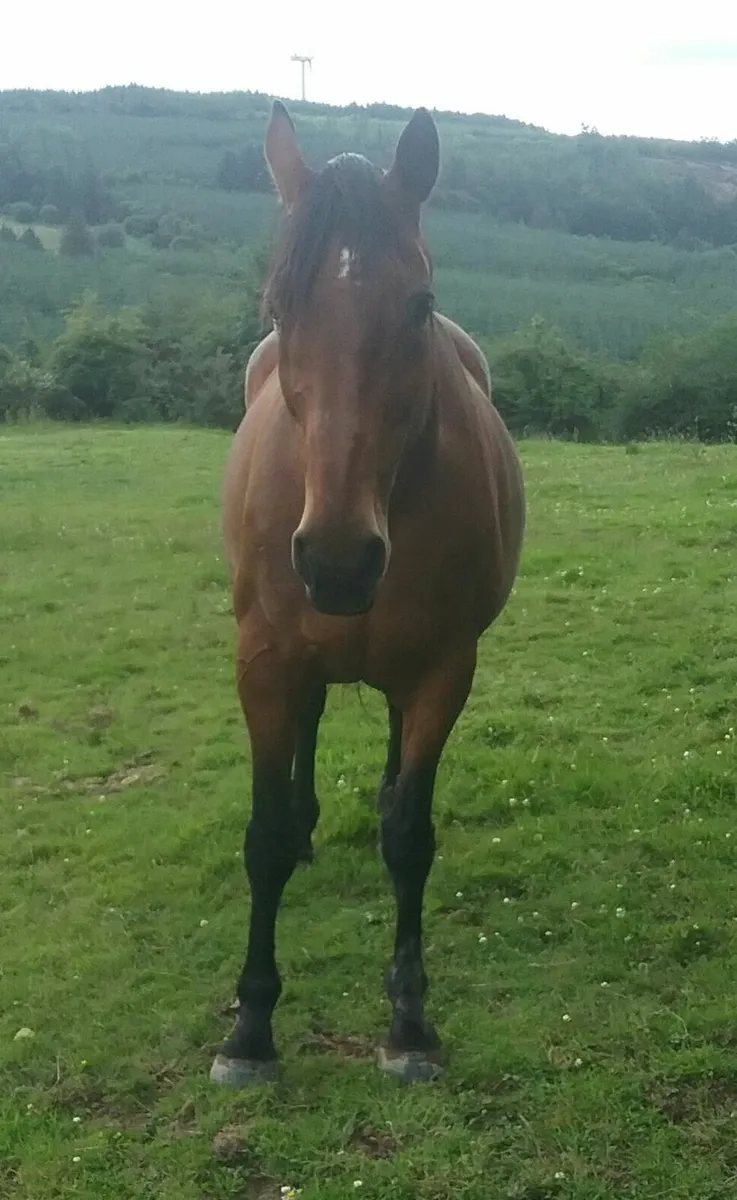 Master Imp Mare (In Foal) - Image 2