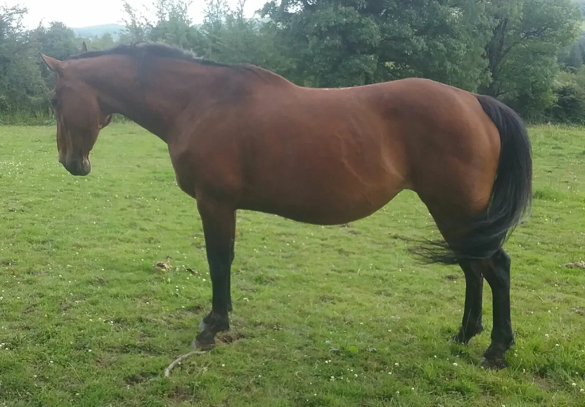 Master Imp Mare (In Foal) - Image 1