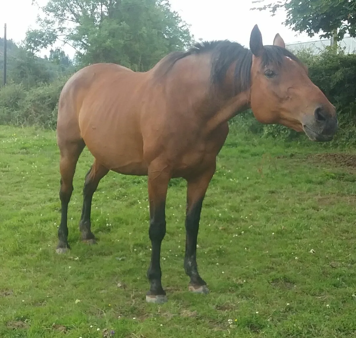 Master Imp Mare (In Foal) - Image 3