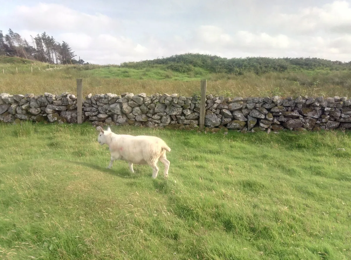 Sheep - Image 1