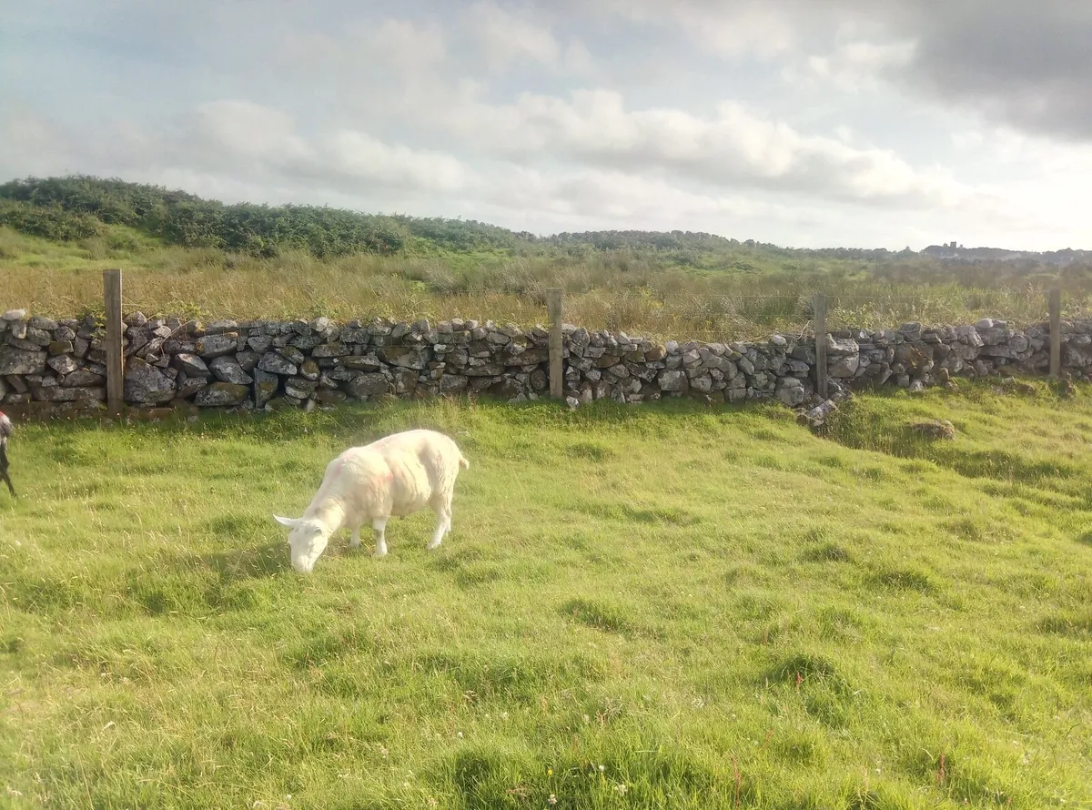 Sheep - Image 2