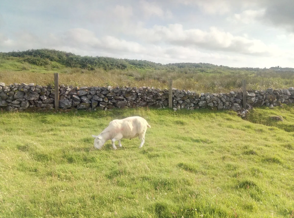 Sheep - Image 3