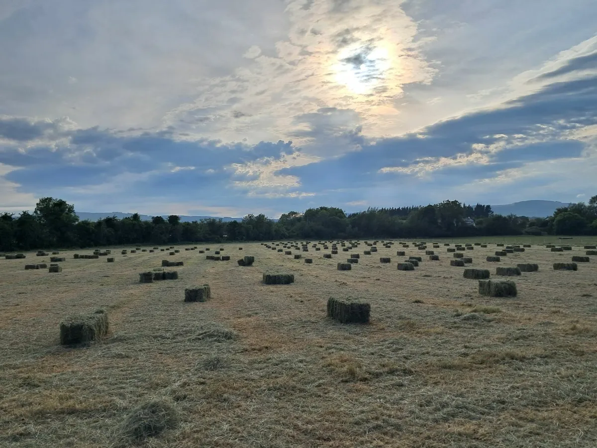 Small square bales of hay for sale.