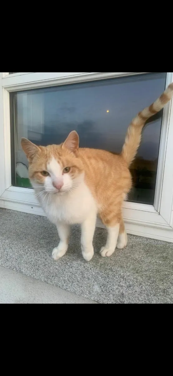 Male cat - Image 1