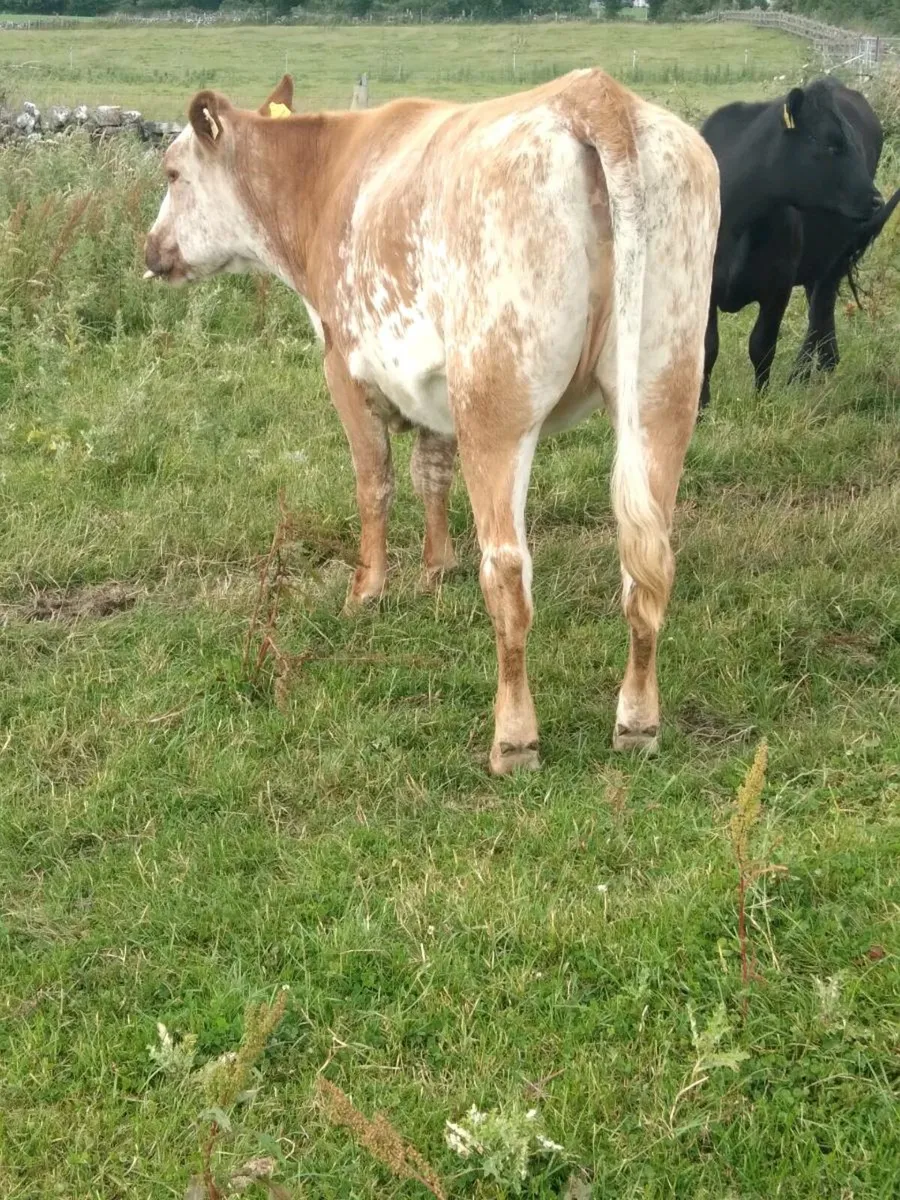 Roan Breeding Heifer - Image 2