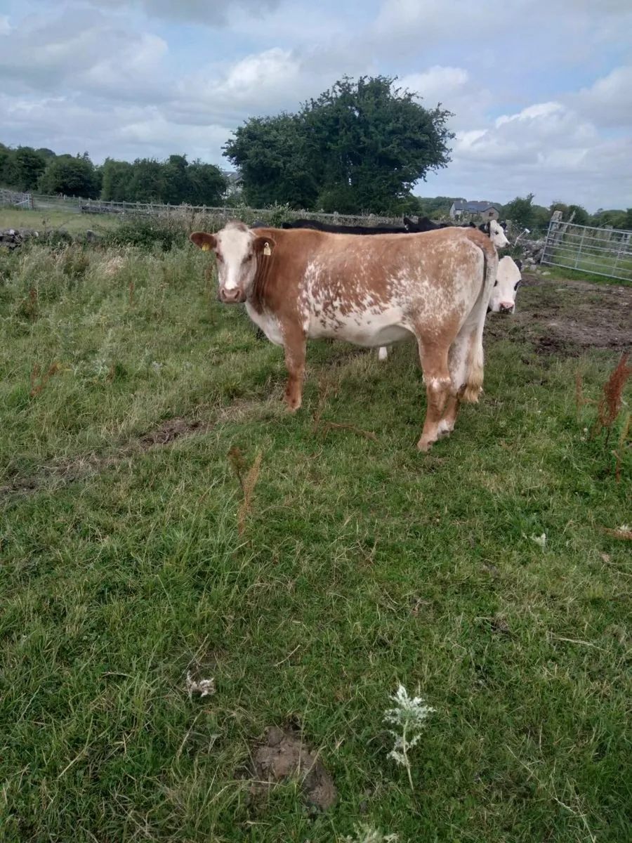 Roan Breeding Heifer - Image 3