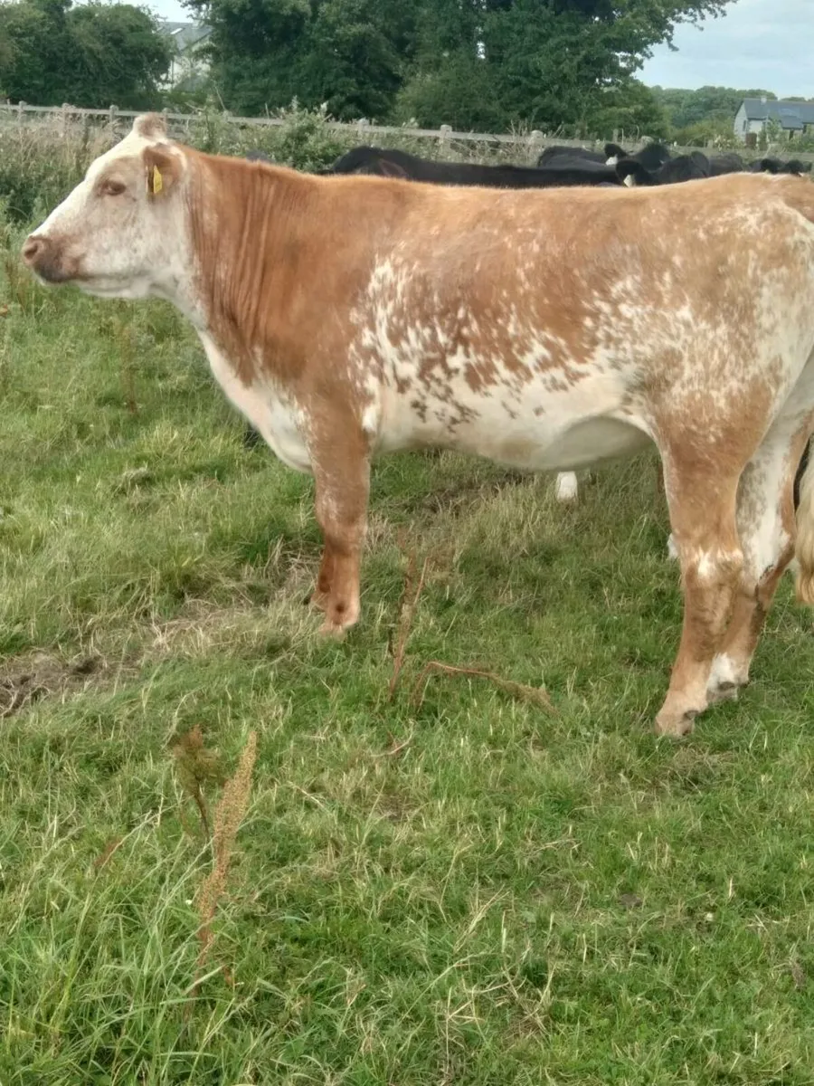 Roan Breeding Heifer - Image 4