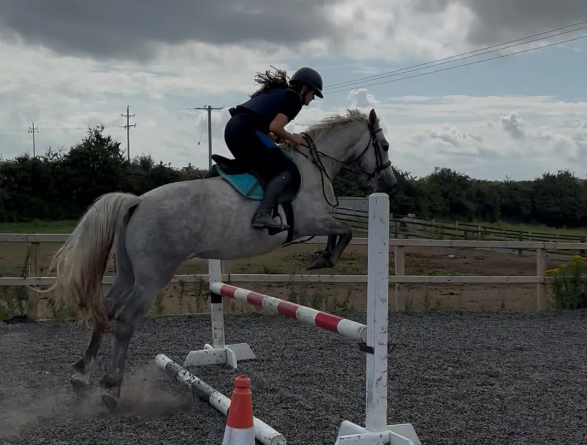 Full Connemara with all class 1 breeding N/N - Image 1