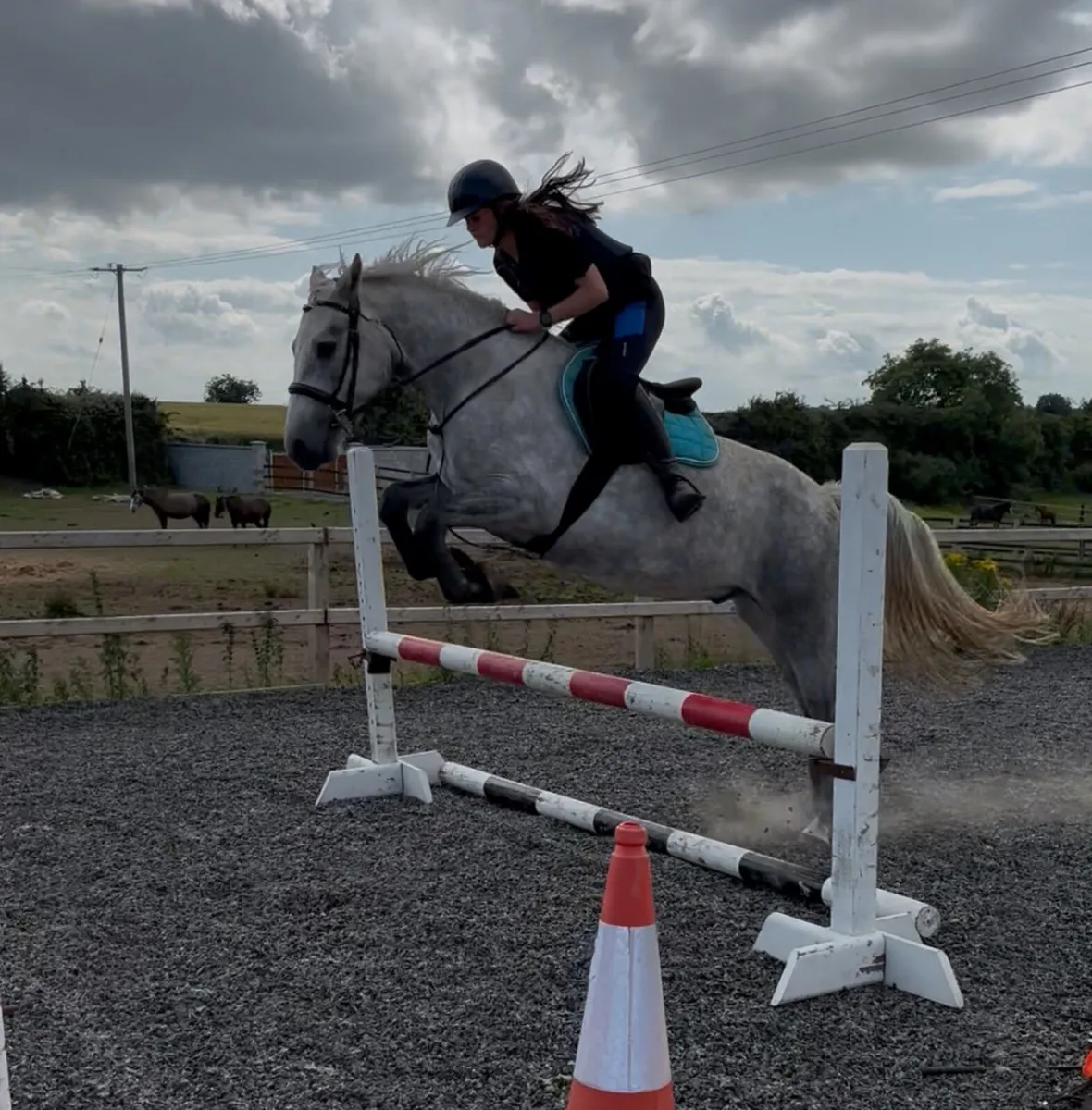 Full Connemara with all class 1 breeding N/N - Image 3