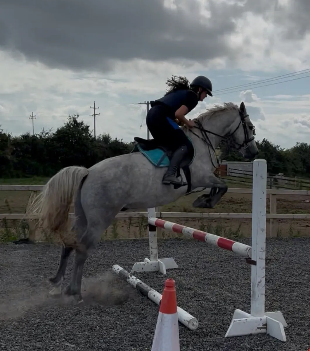 Full Connemara with all class 1 breeding N/N - Image 4