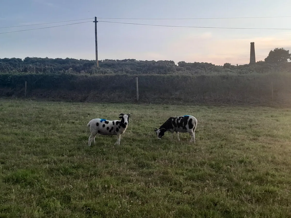 Jacob hoggets