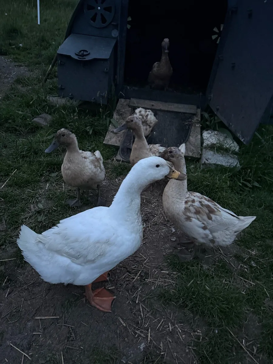 Ducks - 9 in total - Image 1
