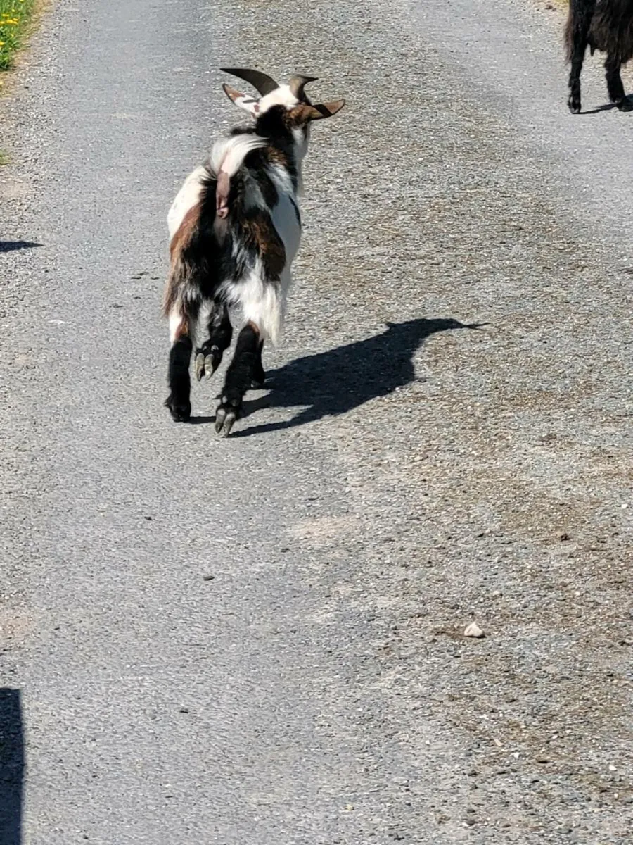 Pygmy pets - Image 3
