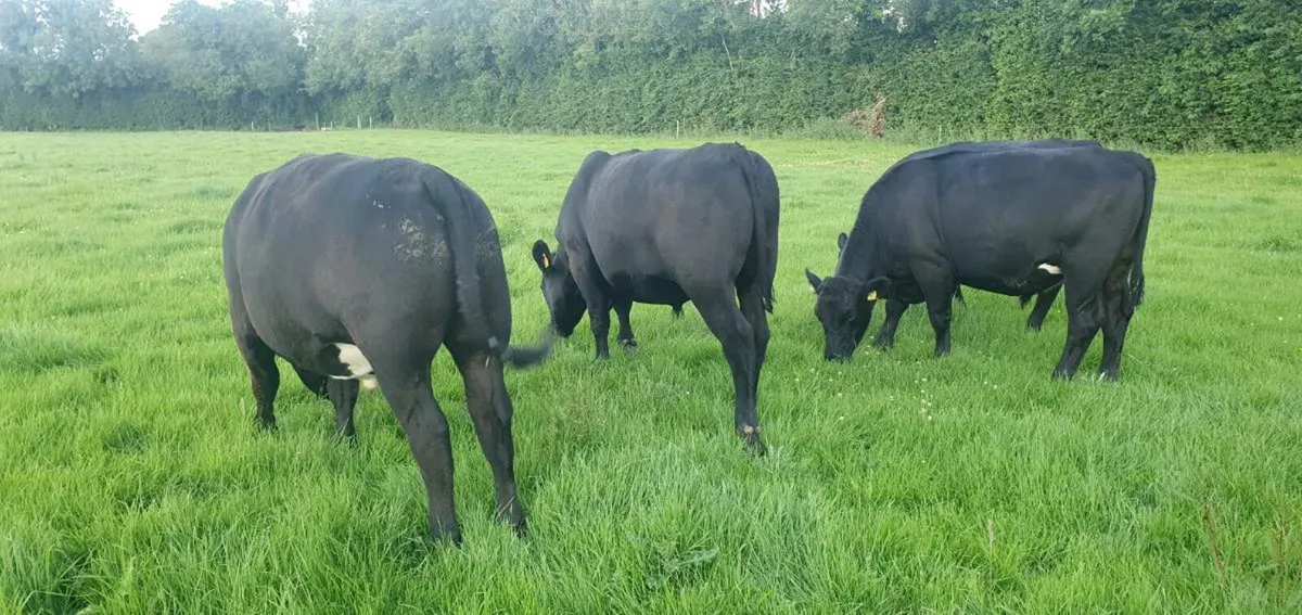 Angus Bullocks - Image 1