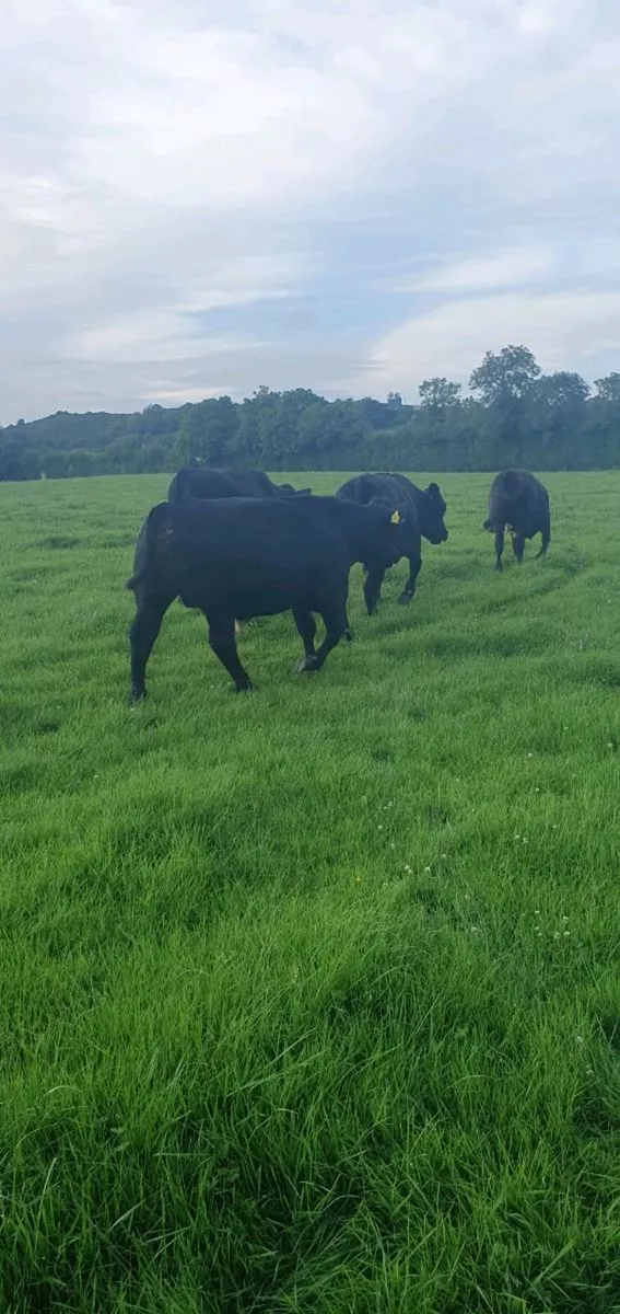 Angus Bullocks - Image 2