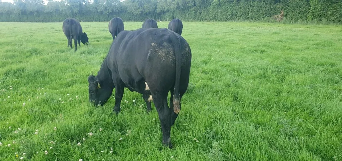 Angus Bullocks - Image 3