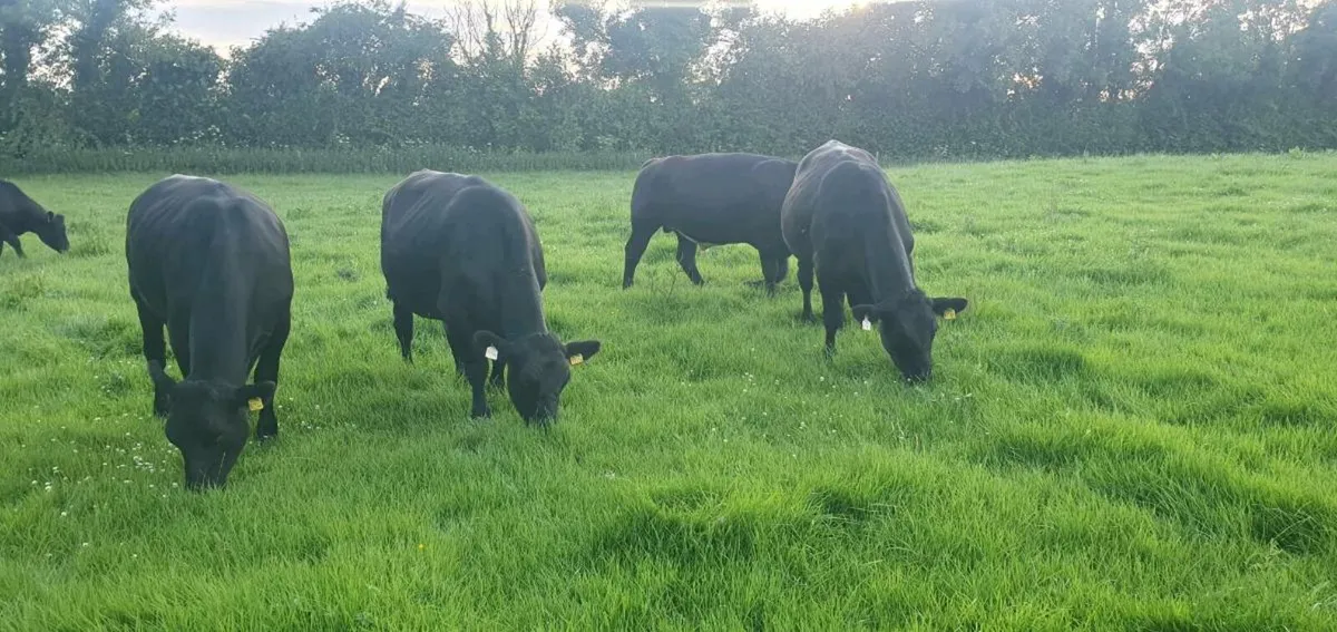 Angus Bullocks - Image 4