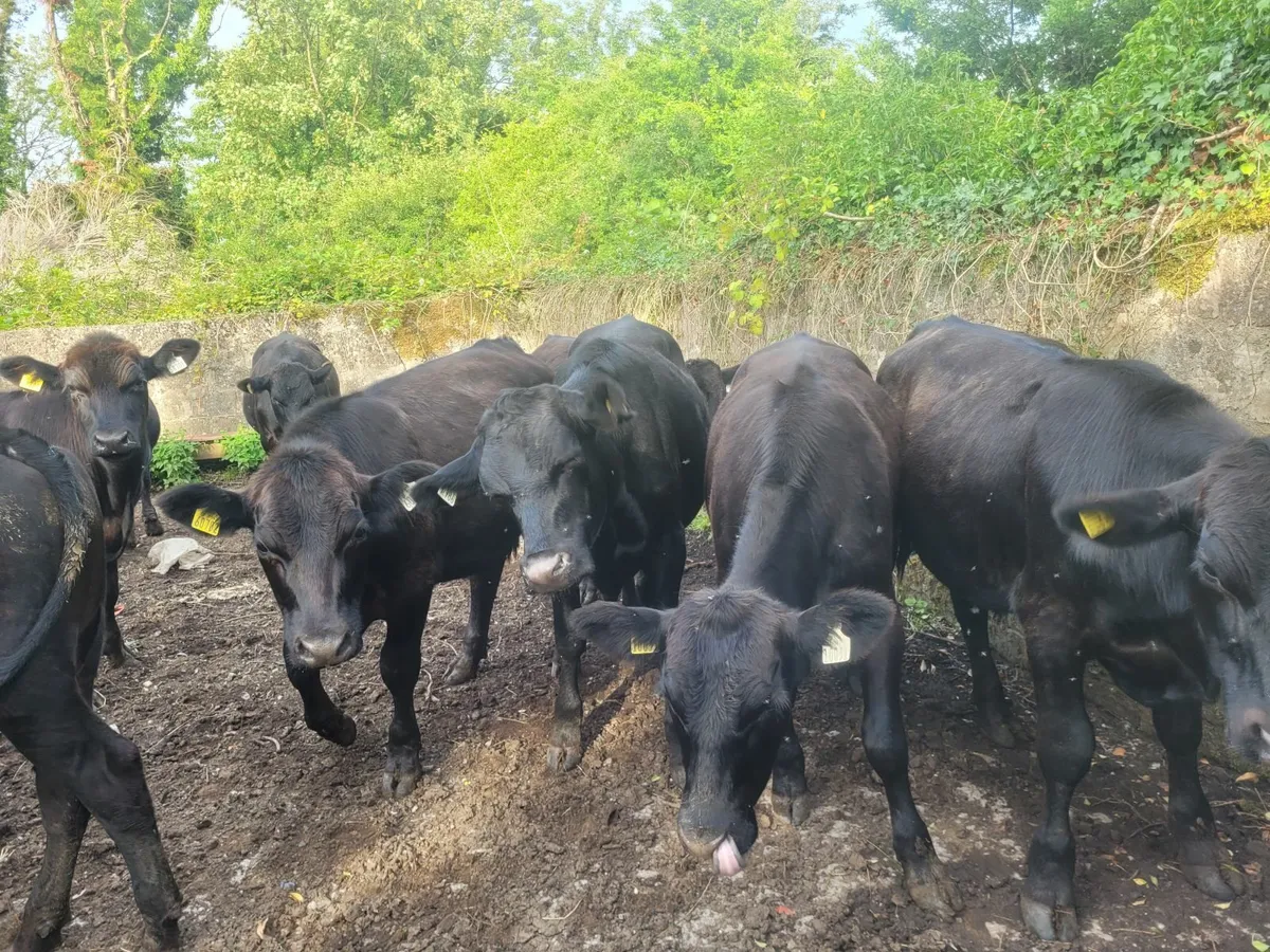 AA bullocks - Image 1