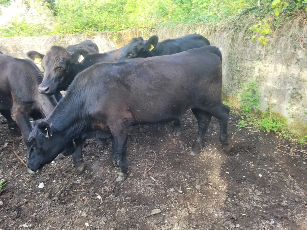 AA bullocks - Image 2