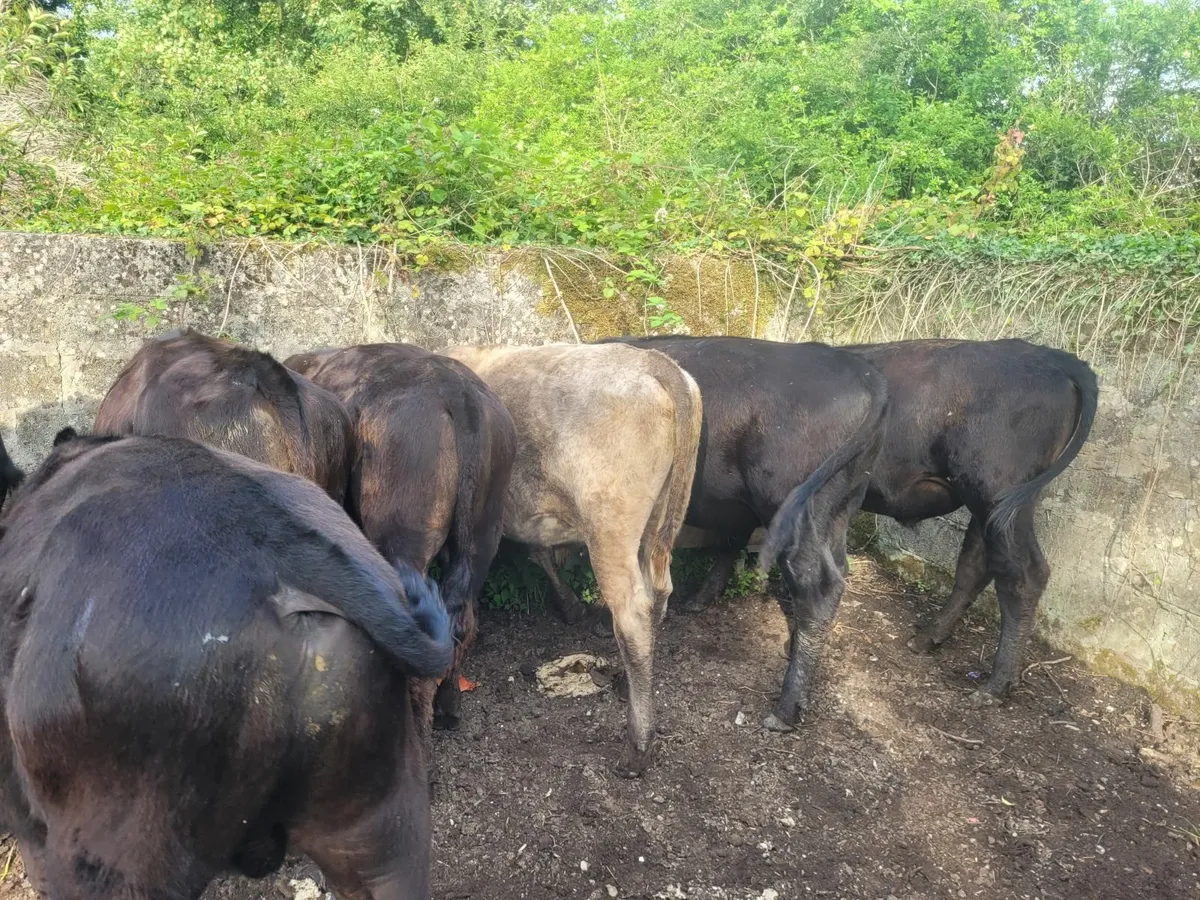 AA bullocks - Image 3