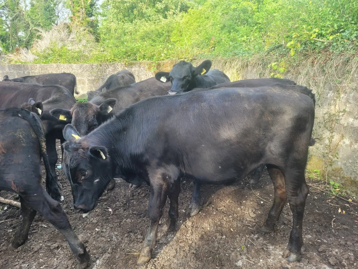 AA bullocks - Image 4