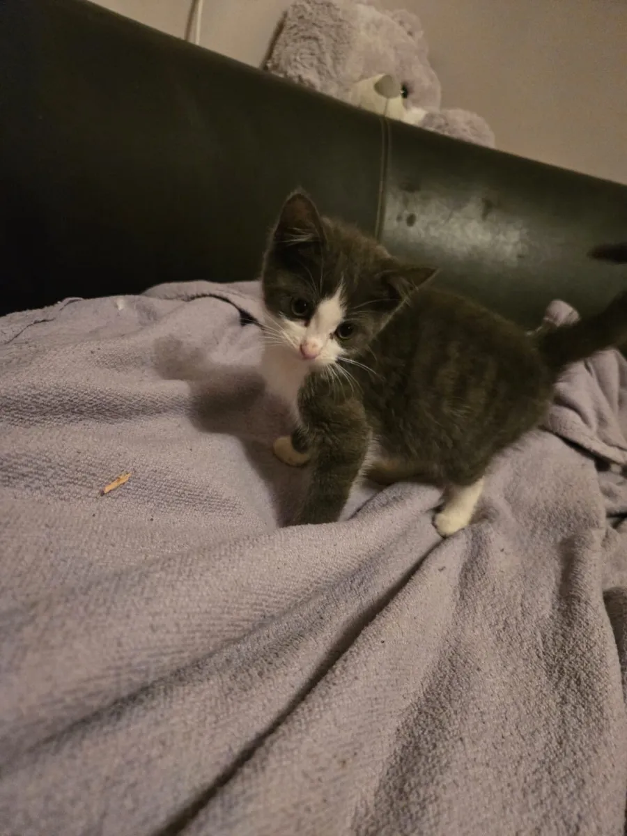 Beautiful  kittens - Image 2
