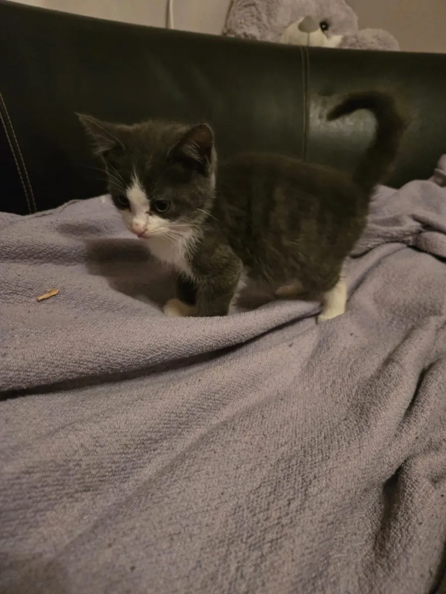 Beautiful  kittens - Image 3