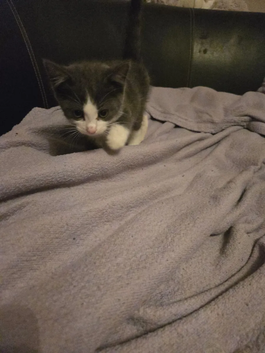Beautiful  kittens - Image 4