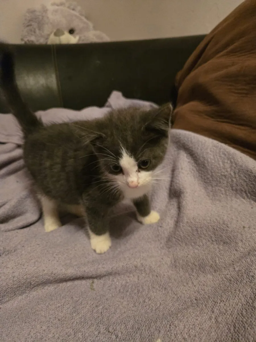 Beautiful  kittens - Image 1