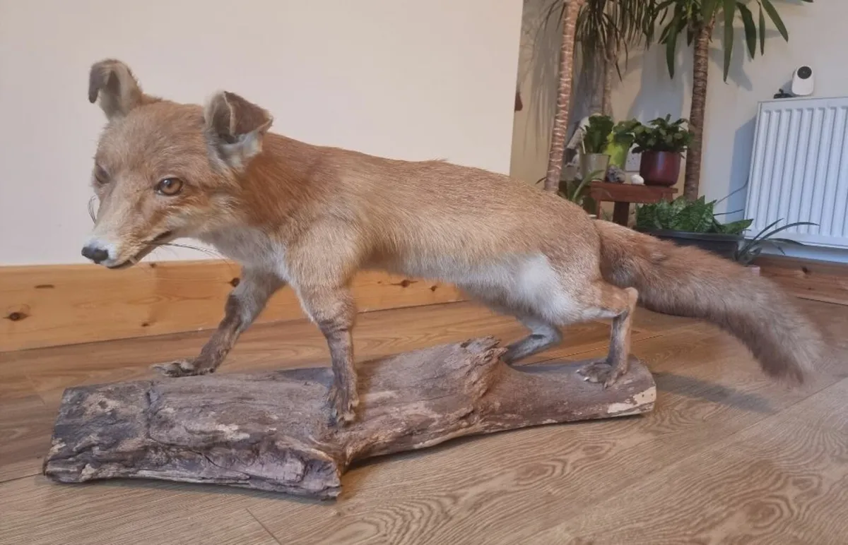 Taxidermy Fox (Vulpes vulpes) - Image 1