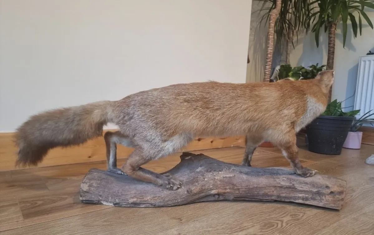 Taxidermy Fox (Vulpes vulpes) - Image 2