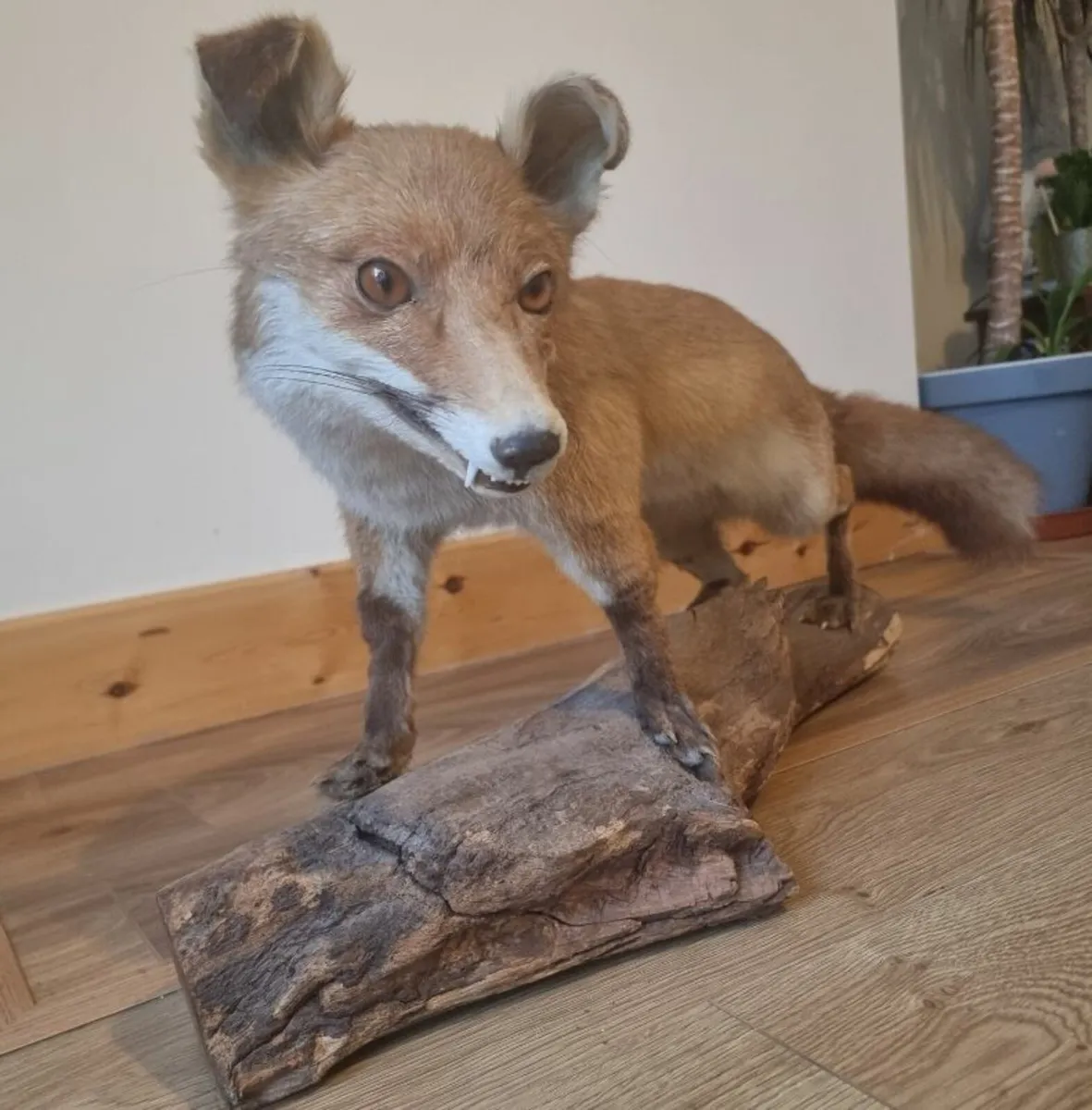 Taxidermy Fox (Vulpes vulpes) - Image 3