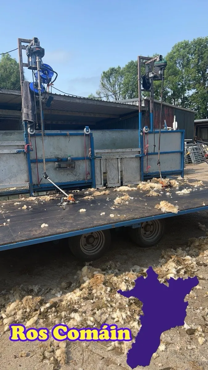 Sheep shearing - Image 3