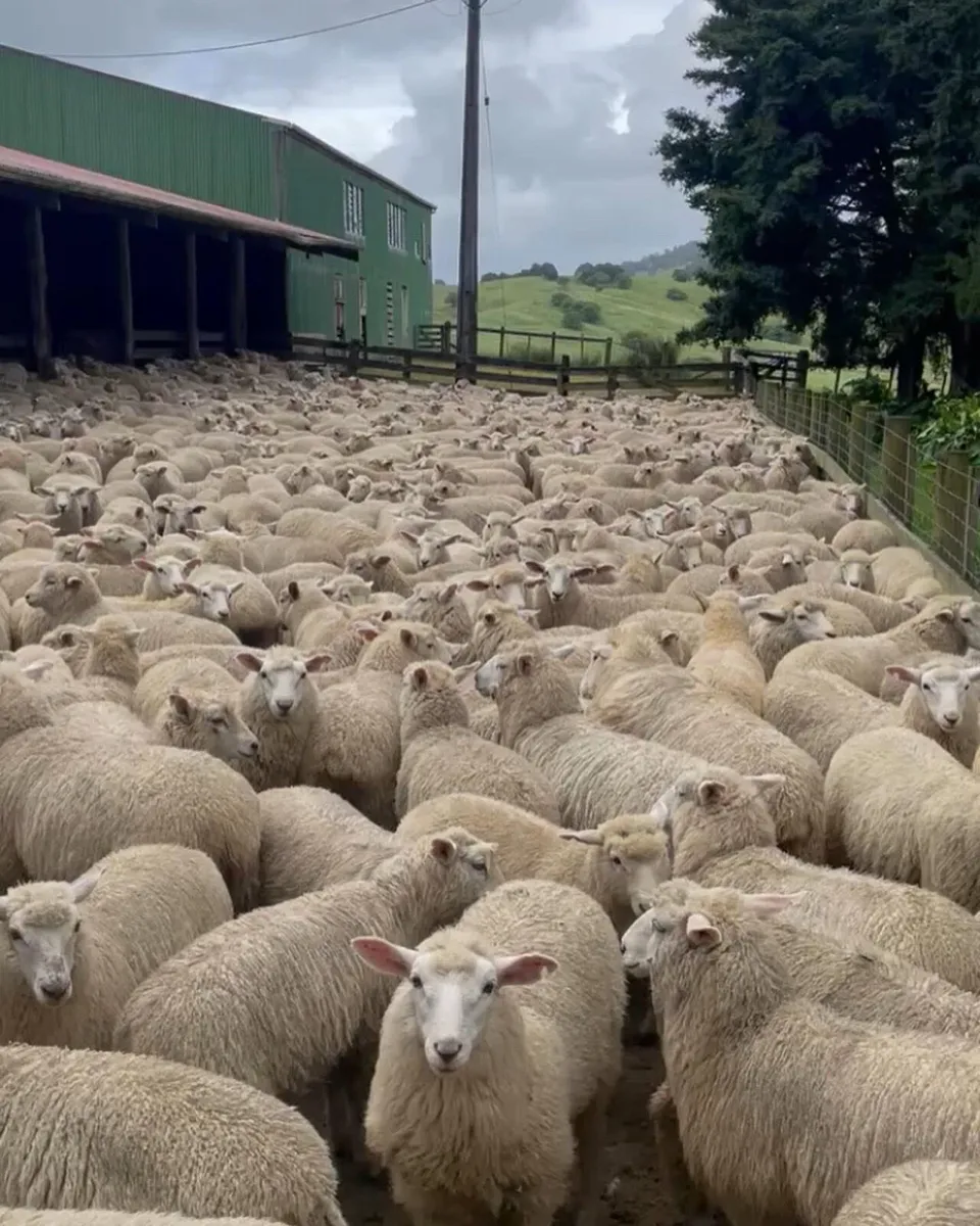 Sheep shearing - Image 1