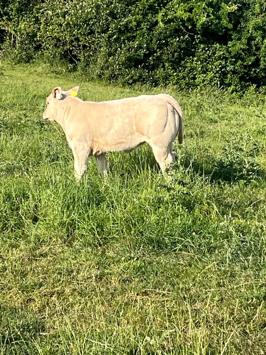 Top class sucker cow - Image 1