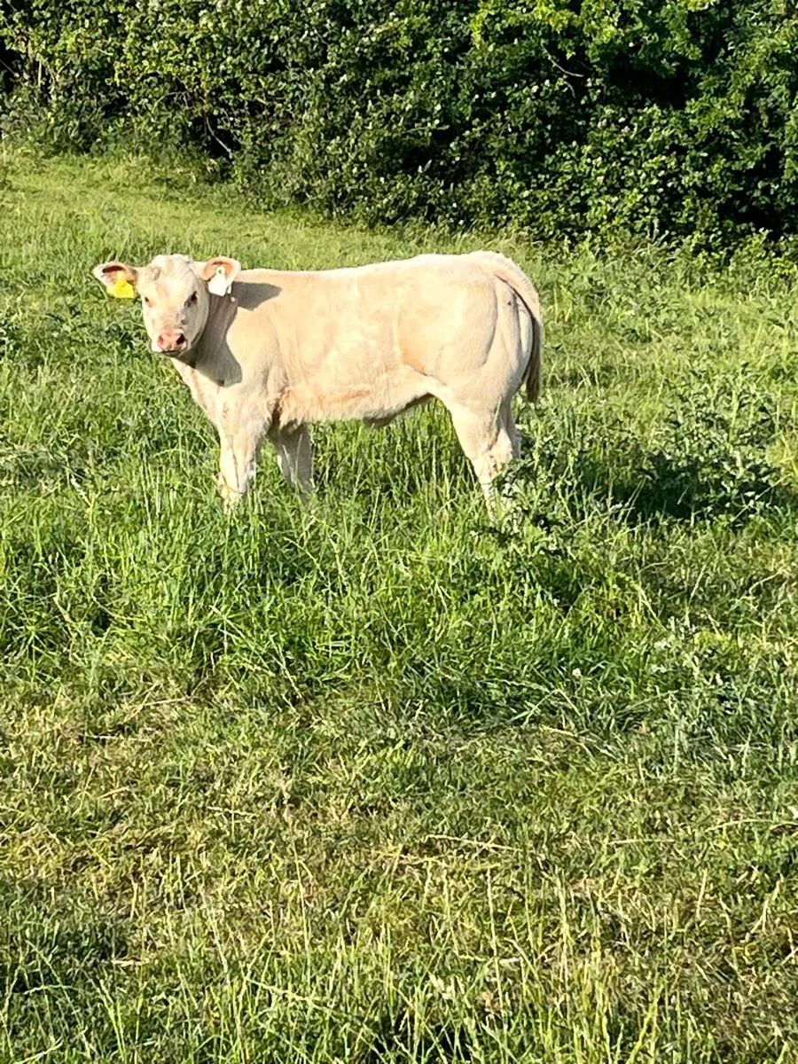 Top class sucker cow - Image 2