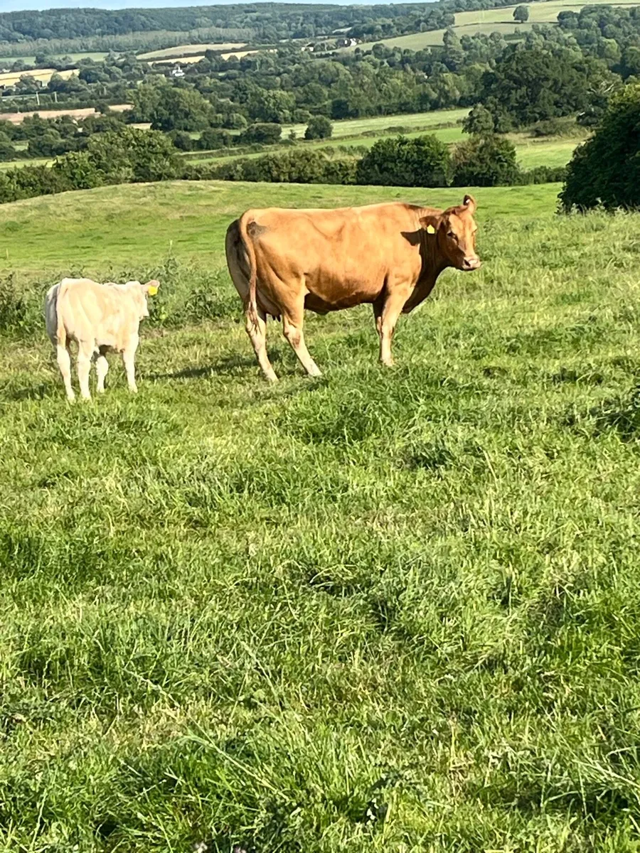 Top class sucker cow - Image 3