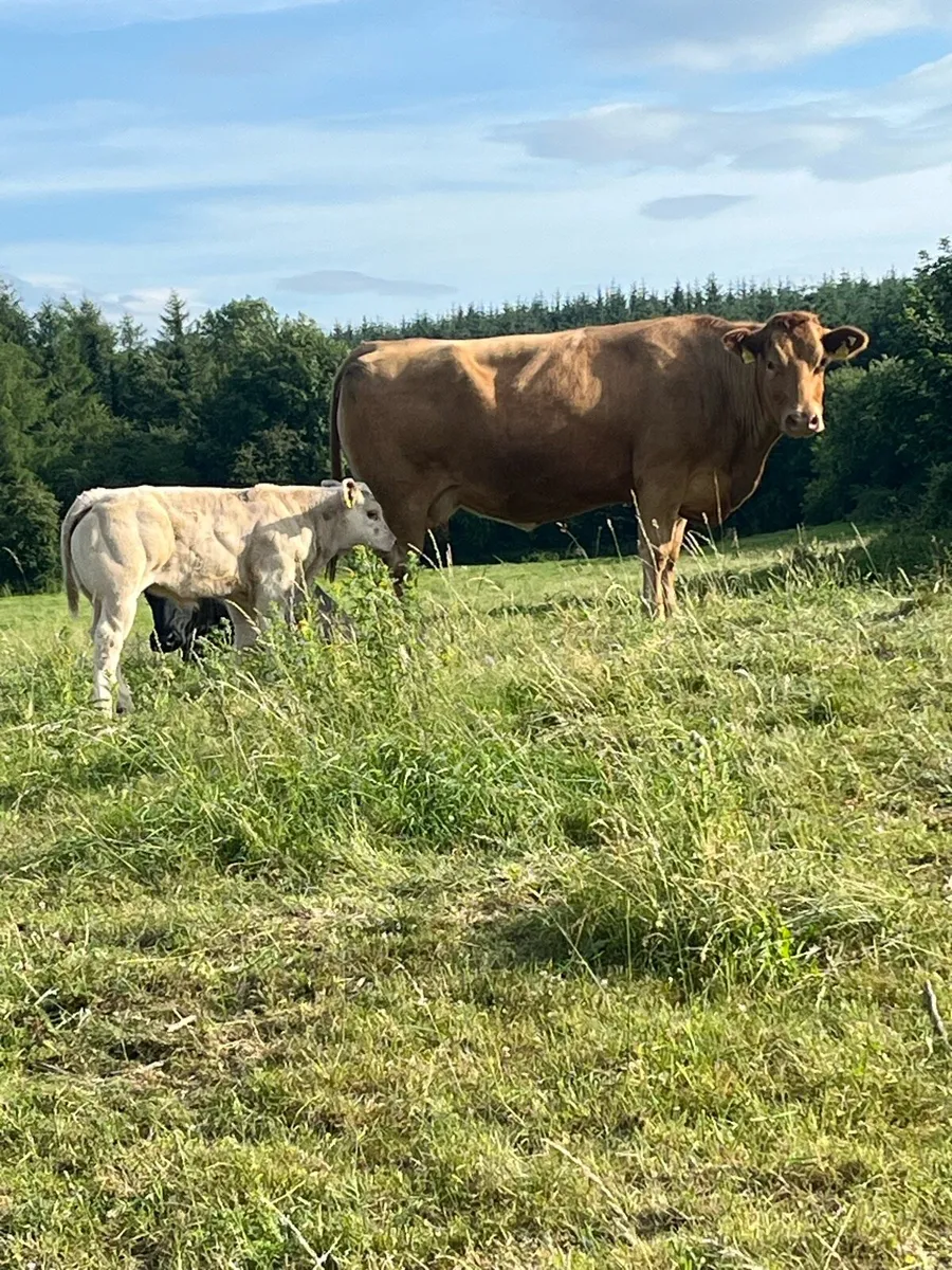 Top class sucker cow - Image 4
